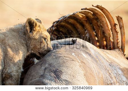 Angry And Hungry Lioness Feed On The Carcass Of Dead Rhino