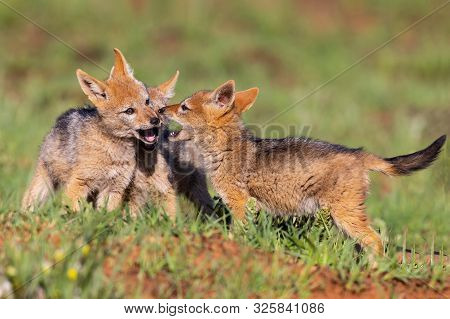 Three Black Backed Jackal Puppies Play In Short Green Grass To Develop Skills