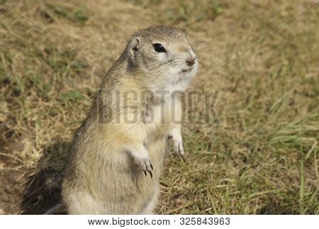 The Gopher Climbed Out Of The Hole On The Lawn, Cute Fluffy Gopher Eating Food