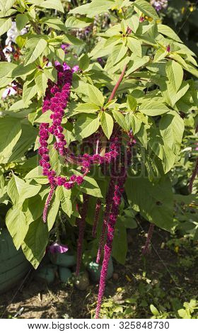 The Amaranthus Caudatus Is An Annual Plant.