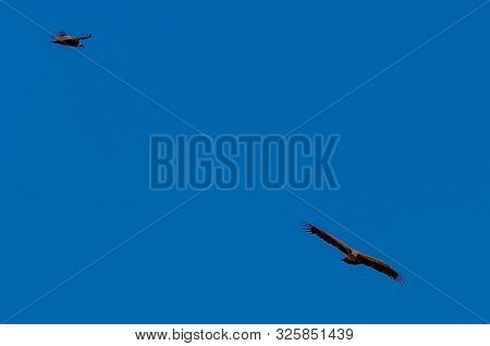A White-headed Vulture -trigonoceps Occipitalis- Circling Over Etosha National Park, Namibia.