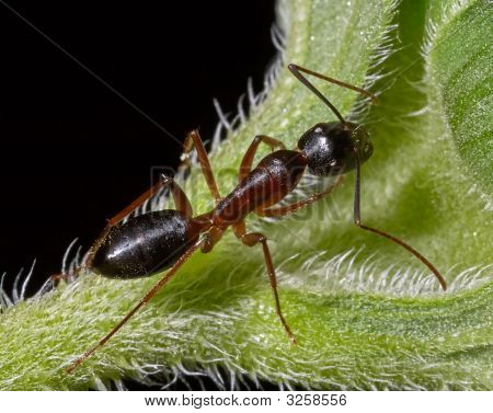 Ant byka