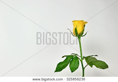 Beautiful Yellow Rose With Green Leaves In White Background