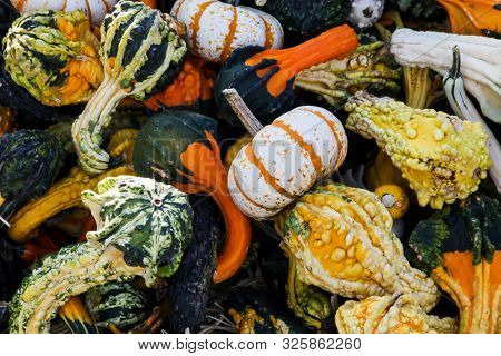 Mixed pumpins background from farmers market