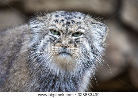 Portrait Of Beautiful Cat, Pallass Cat, Otocolobus Manul. Wild Cat With A Broad But Fragmented Distr