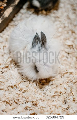 Cute White Lionhead Rabbit Eating Carrot. Rabbit Breeding. How To Breed Your Rabbit