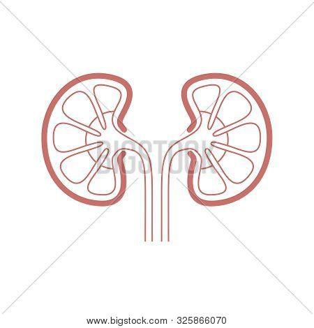 Kidneys Human Organ Icon. Sign Human Kidneys. Kidneys Symbol Isolated On White Background. Vector Il