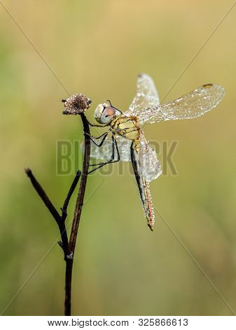 Beautiful Nature Scene With Dragonfly Red-veined Darter (sympetrum Fonscolombii). Macro Shot Of Drag
