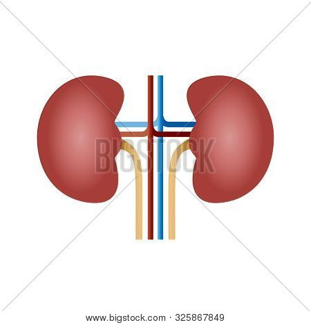 Kidneys Human Organ Icon. Sign Human Kidneys. Kidneys Symbol Isolated On White Background. Vector Il