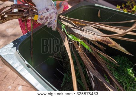 Green Bin Container Filled With Garden Waste. Hands Wearing Gardening Gloves Doing Spring Clean Up I