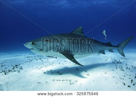 Tiger Shark (galeocerdo Cuvier) Cruising Over White Sand Bottom. Tiger Beach, Bahamas