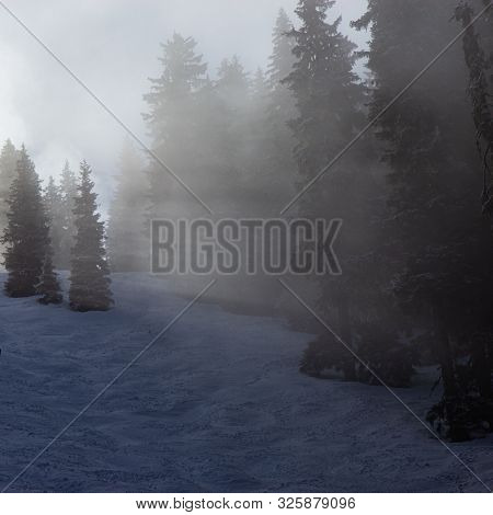 Tress Covered With Fog At Mayrhofen Ski Resort