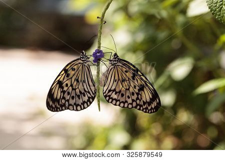 Mating Dance Of The Tree Nymph Butterfly Idea Malabarica