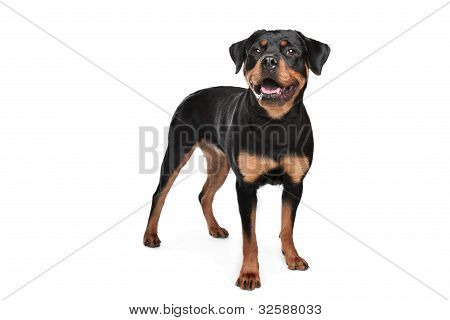 Rottweiler