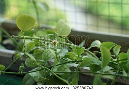Dischidia Nummularia Variegata,flower And Leaves  Of Plant.nature Concept.