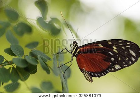 Brown Speckled Tiger Longwing Butterfly Heliconius Hecale
