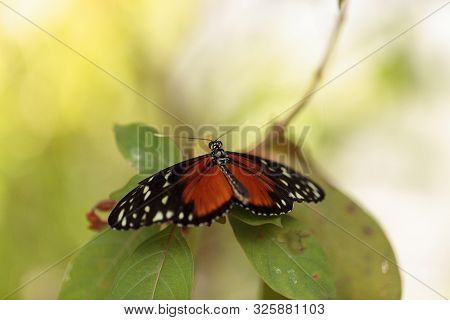 Brown Speckled Tiger Longwing Butterfly Heliconius Hecale