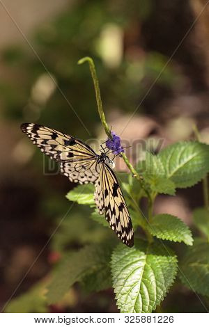 Tree Nymph Butterfly Idea Malabarica