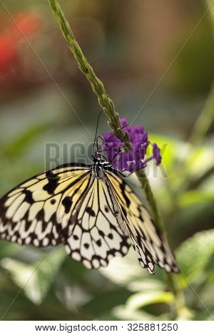 Tree Nymph Butterfly Idea Malabarica