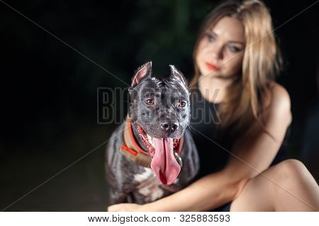 Black Dog Of American Pitbull Terrier Breed, With Attentive Look, Opened Mouth With Long Tongue, Old