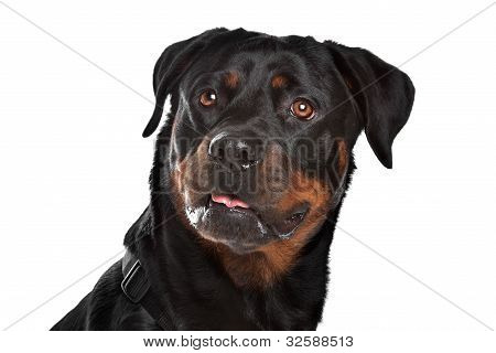 Rottweiler