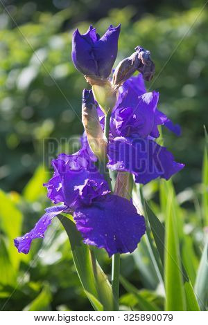 A Plant With Impressive Flowers, Garden Decoration. Iris Germanica Is The Name For A Species Of Flow