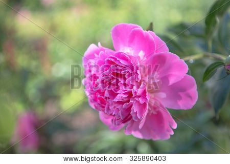 Bud Of A Peony. Open Peony Bud. Red Peonies In The Backyard