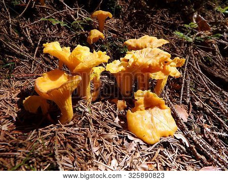 Golden Chanterelle (cantharellus Cibarius, Girolle)  Yellow Edible Mushroom, Fungus In The Natural,