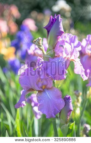 A Plant With Impressive Flowers, Garden Decoration. Iris Germanica Is The Name For A Species Of Flow