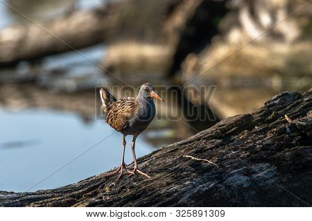 Beautiful Nature Scene With Water Rail (rallus Aquaticus). Water Rail (rallus Aquaticus) In The Natu