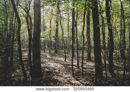 Photo Of A Mysterious Forest. Young And Old Trees Angle Up In A Dense Forest. Calm And Tranquil.