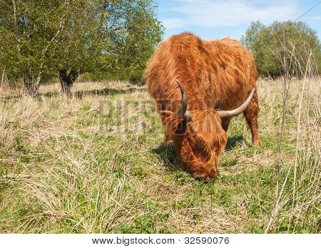 Closeup eine Beweidung Highland Cow in Wintermantel