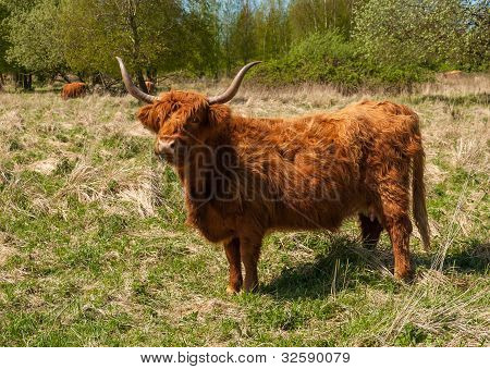 Highland Kuh im Wintermantel