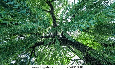 Weeping Willow Tree Look Up In Full Composition. Can Be Used As Background That Portrays Greenery, J