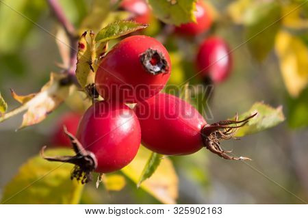 Rosehip, Rose-hip Fruit, Latin Name Fructus Cynosbati.