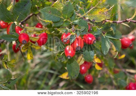 Rosehip, Rose-hip Fruit, Latin Name Fructus Cynosbati.