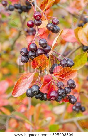 Chokeberry Bush With Mature Chokeberry Berries In Autumn