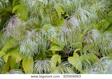 Green Shrub With White Flowers Of An Unusual Shape. Lots Of Green Leaves, Urban Growth