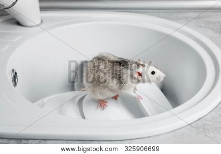 Rat In Sink With Dishes At Kitchen. Household Pest