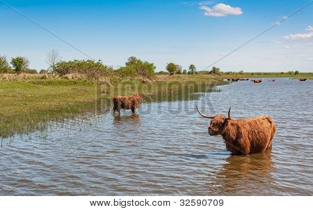 Highland KÃ¼he in einem Bach waten
