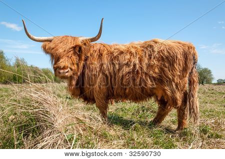 Profil anzeigen: eine Highland-Kuh in Wintermantel