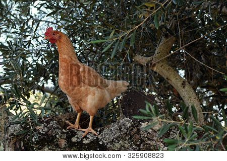 Free Range Chicken On Olive Tree Branches.