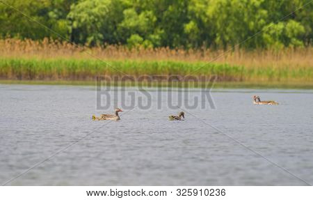 Duck Family On Water In Danube Delta, Romania