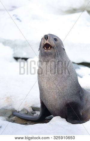 The Antarctic Fur Seal With Opening Mouth Sitting On The Snow, Argentine Islands Region, Galindez Is