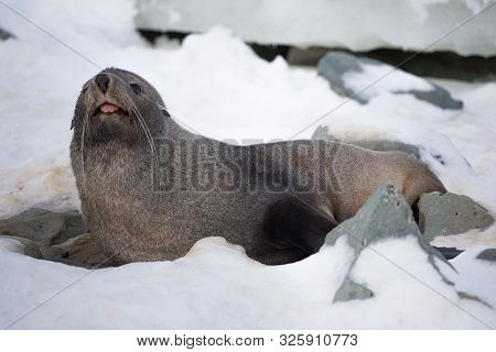 The Antarctic Fur Seal With Opening Mouth Sitting On The Snow, Argentine Islands Region, Galindez Is