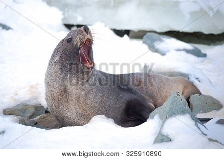 The Antarctic Fur Seal With Opening Mouth Sitting On The Snow, Argentine Islands Region, Galindez Is