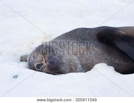 The Antarctic Fur Seal With Opening Mouth Sitting On The Snow, Argentine Islands Region, Galindez Is