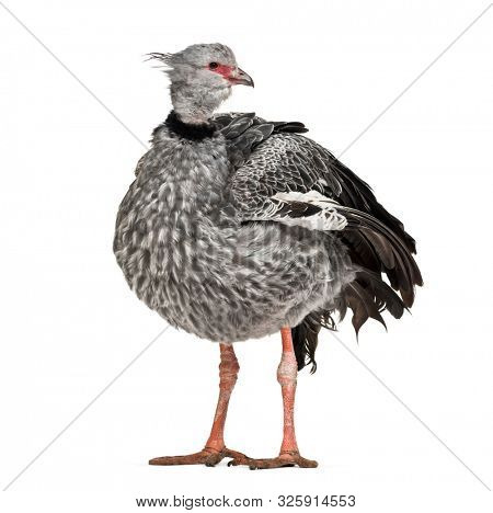 Southern Screamer, Chauna torquata, also known as the crested screamer against white background