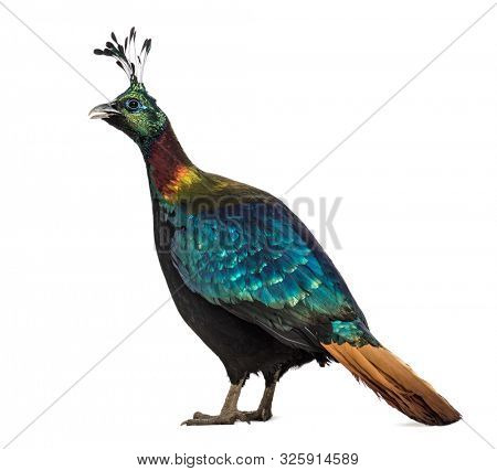 Himalayan monal (Lophophorus impejanus), also known as the Impeyan monal and Impeyan pheasant