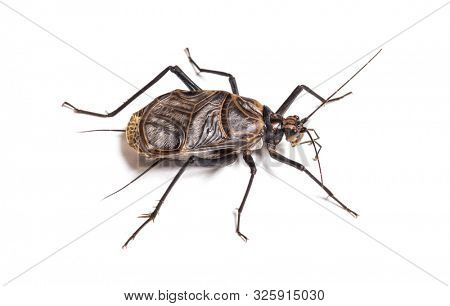 Ethiopian Cricket, Homoeogryllus xanthographus, in front of white background